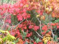 vignette Acer japonicum aconitifolium au 26 10 09