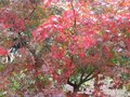 vignette Acer palmatum osakasuki qui rougit de plus en plus au 26 10 09