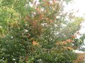 vignette Parrotia persica vanessa autre vue au 26 10 09