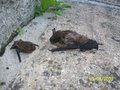 vignette pipistrelle en vie( drange) et cadavre sch d'un petit