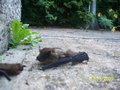 vignette pipistrelle en vie( drange) et cadavre sch d'un petit