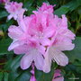 vignette Rhododendron ' Cheer '