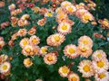 vignette chrysantheme