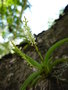 vignette Eria hyacinthoides