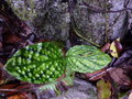 vignette Boesenbergia 'variegata'