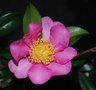 vignette Camellia sasanqua 'Rose de Sgur'