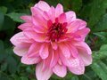 vignette dahlia