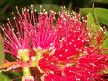 vignette callistemon