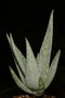 vignette Aloe rauchii cv. Snowflake