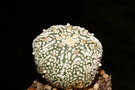 vignette Astrophytum asterias cv. Mirakuru Kasuto