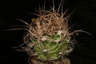 vignette Astrophytum capricorne v. senilis