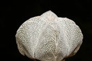 vignette Astrophytum myriostigma cv.Onzuka