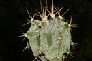vignette Astrophytum ornatum v. mirbellii