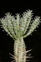 vignette Euphorbia mammillaris variegata