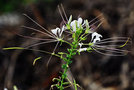 vignette Capparidaceae - Cleome spinosa