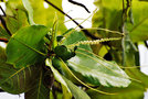vignette Combretaceae - Amande pays - Terminalia catappa