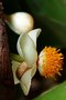 vignette Clusiaceae - Abricot pays (fleur mâle) - Mammea americana