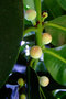 vignette Clusiaceae - Abricot pays (fleur mâle) - Mammea americana