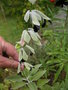 vignette Salvia discolor - Sauge  odeur de cassis