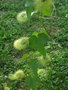 vignette Passiflora foetida - Passiflore poc-poc, Marie-gougeat