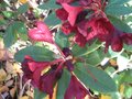 vignette Rhododendron impy qui remonte au 29 10 09
