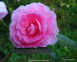 vignette Camlia ' Interlude '  camellia hiemalis