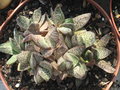 vignette Gasteria bicolor v. lilliputana