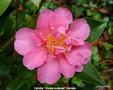 vignette Camlia ' Sowa-no-sakae ' camellia  hiemalis, odorant