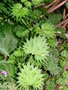 vignette Urtica atrovirens ssp. bianorii - Ortie