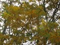 vignette Gleditsia triacanthos sunburst qui vire à l'automne au 30 10 09