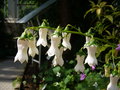 vignette Campanula vidalii