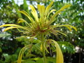 vignette Euadenia trifoliata