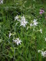 vignette Silene flos-cuculi ssp. flos-cuculi = Lychnis flos-cuculi 'Alba' - Silne fleur-de-coucou