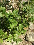 vignette Salix hastata - Saule  feuilles hastes