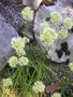 vignette Allium ericetorum - Ail des bruyres