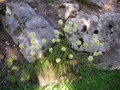 vignette Allium ericetorum - Ail des bruyres
