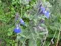 vignette Salvia jamensis ardoise bleue au 30 10 09