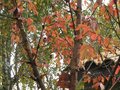 vignette Acer griseum et son joli tronc qui s'exfolie au 30 10 09