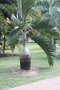 vignette palmier bouteille Hyophorbe verschaffeltii