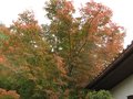 vignette Acer palmatum kamagata qui vire à l'automne au 31 10 09