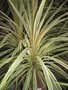 vignette Cordyline australis 'Dazzler'