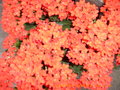 vignette Kalanchoe blossfeldiana  rouge