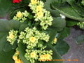 vignette Kalanchoe bloosfeldiana  jaune