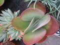 vignette Kalanchoe luciae