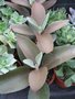 vignette Kalanchoe orgyalis