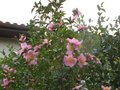 vignette Camelia sasanqua plantation pink aux grandes fleurs roses au 01 11 09