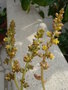 vignette Lenophyllum Reflexum Fleurs