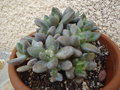 vignette Pachyphytum Compactum