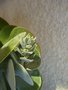 vignette Kalanchoe Thyrsiflora Fleur