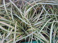 vignette Carex d'oshimensis  ''Evergold''